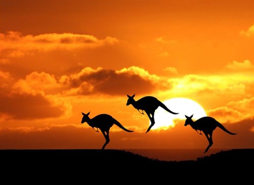 Sunset Kangaroos